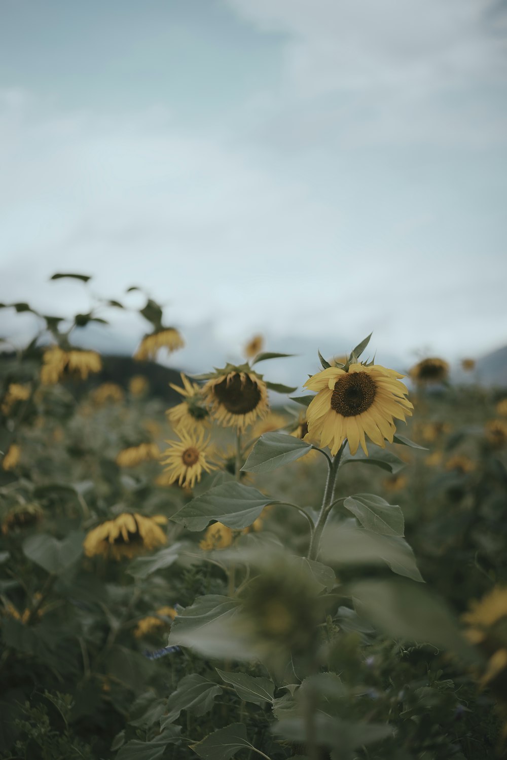 yellow sunflower field during daytime