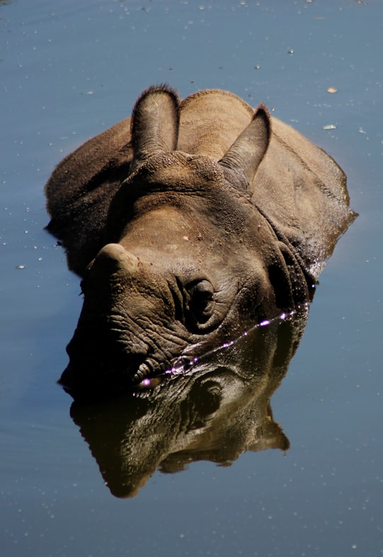 brown elephant on water during daytime in Zoo de Beauval France