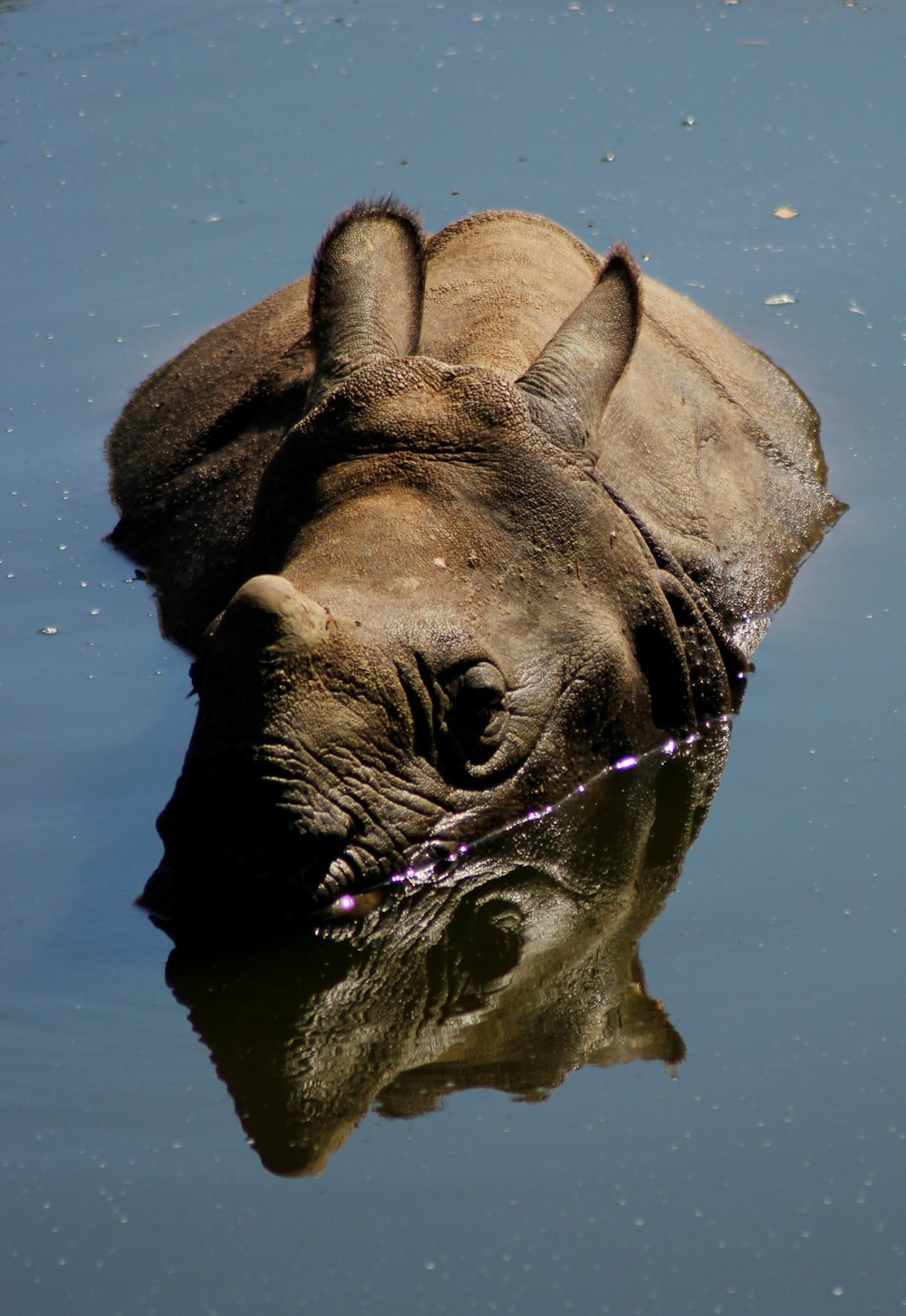 brown elephant on water during daytime