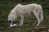 A white wolf is standing on green grass, engaged in eating or pulling apart flesh. The scene suggests a natural setting in a forest or grassland.