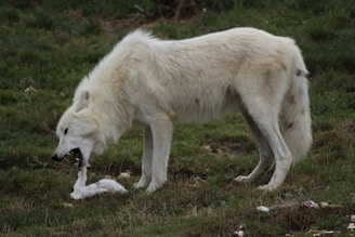 A white wolf is standing on green grass, engaged in eating or pulling apart flesh. The scene suggests a natural setting in a forest or grassland.
