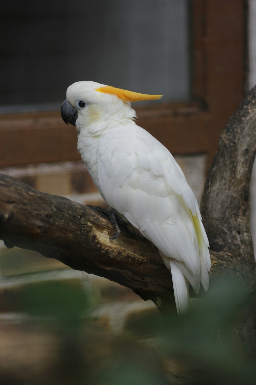 white and yellow bird on brown tree branch
