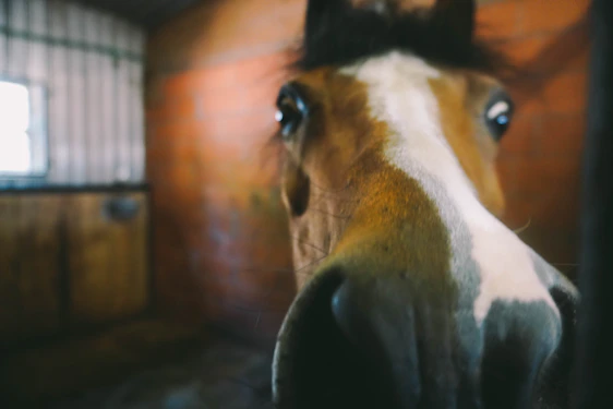Close-up of a veterinarian examining a horse's fecal sample under a microscope in a bright, clean lab.