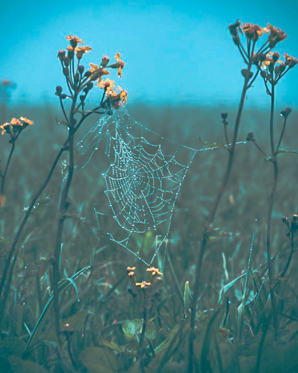 spider web on brown plant