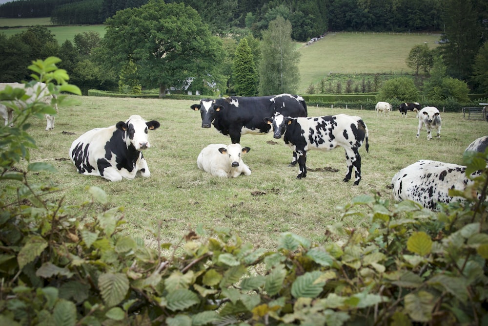 white and black cow on green grass field during daytime