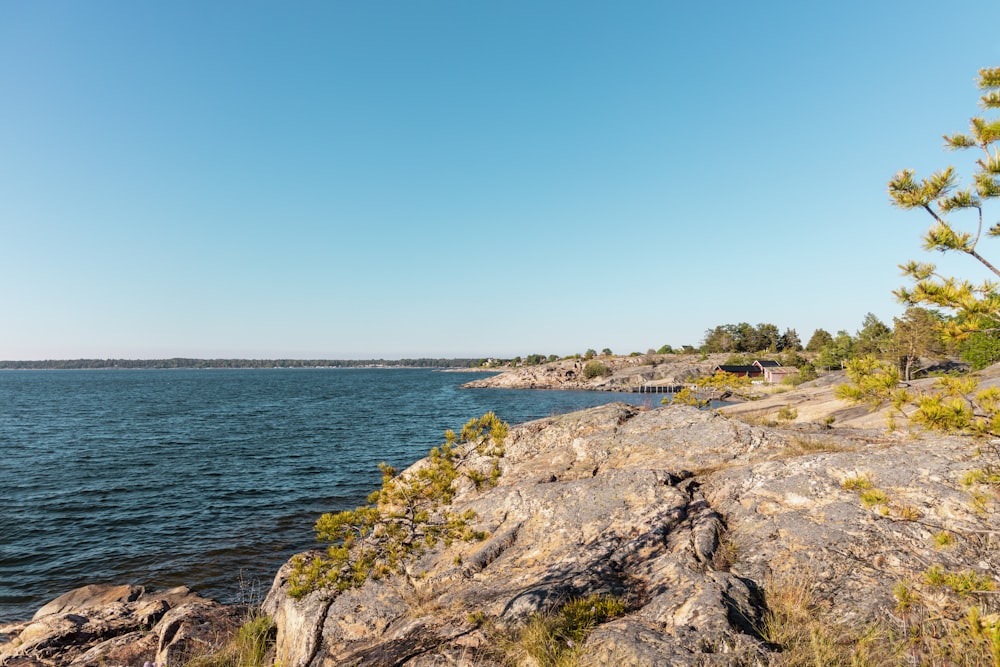 green grass on brown rocky shore during daytime