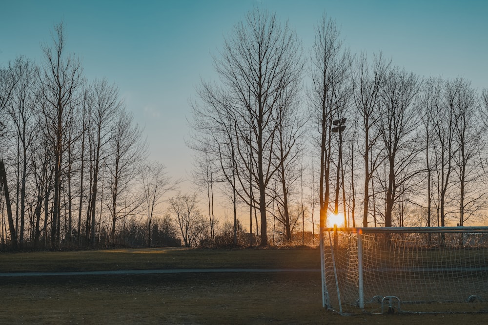 bare trees on field during sunset