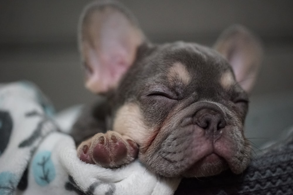 black and white french bulldog puppy