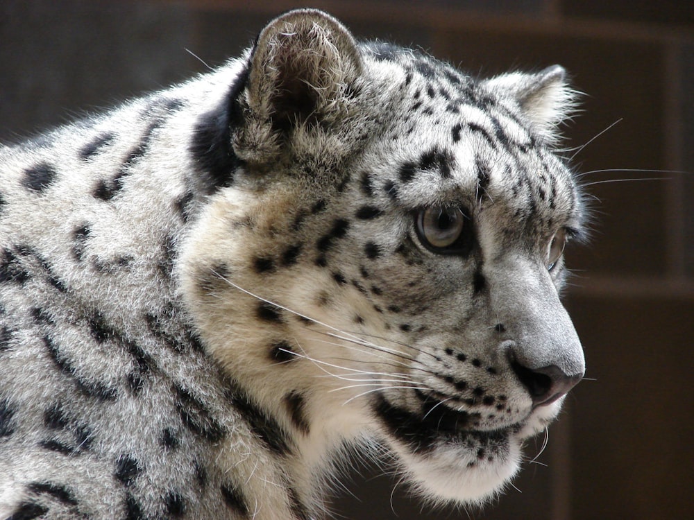 leopardo branco e preto na superfície marrom da madeira