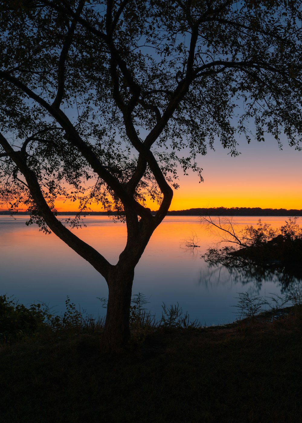 silhouette of tree near body of water during sunset