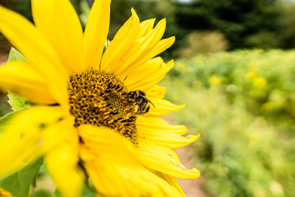 black and yellow bee on yellow flower during daytime