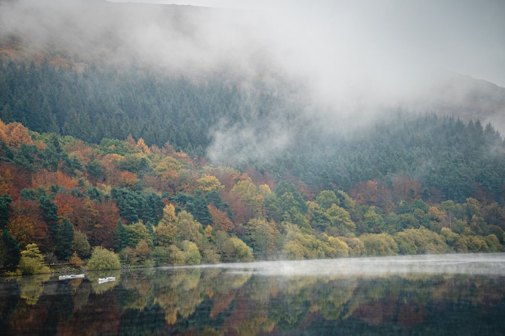 green and brown trees beside river during daytime