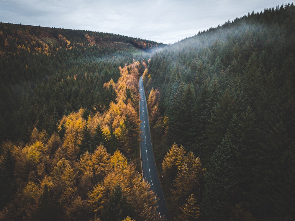 green and yellow trees under white clouds during daytime