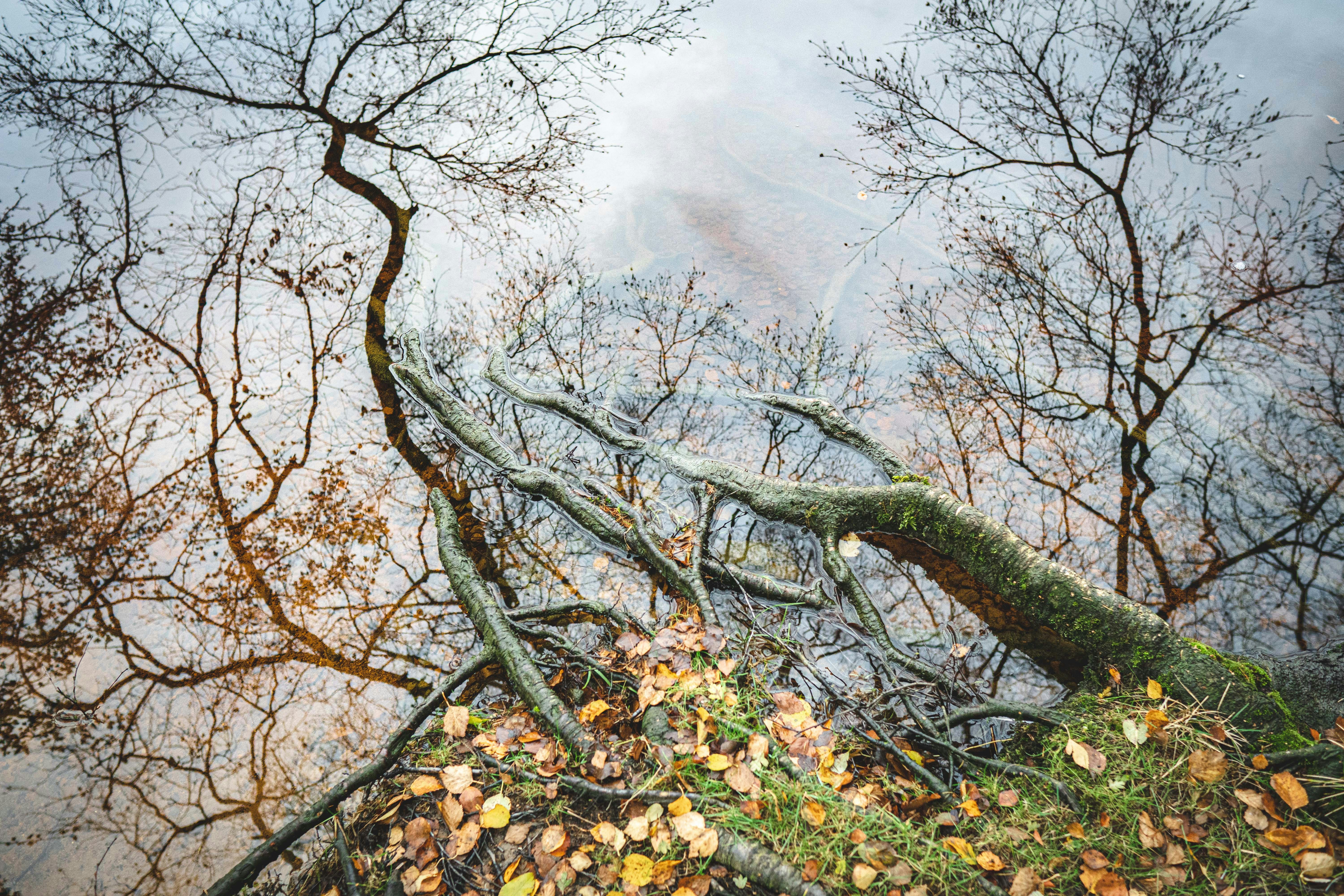 brown tree with yellow leaves under white clouds