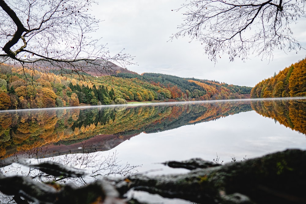 body of water near trees during daytime