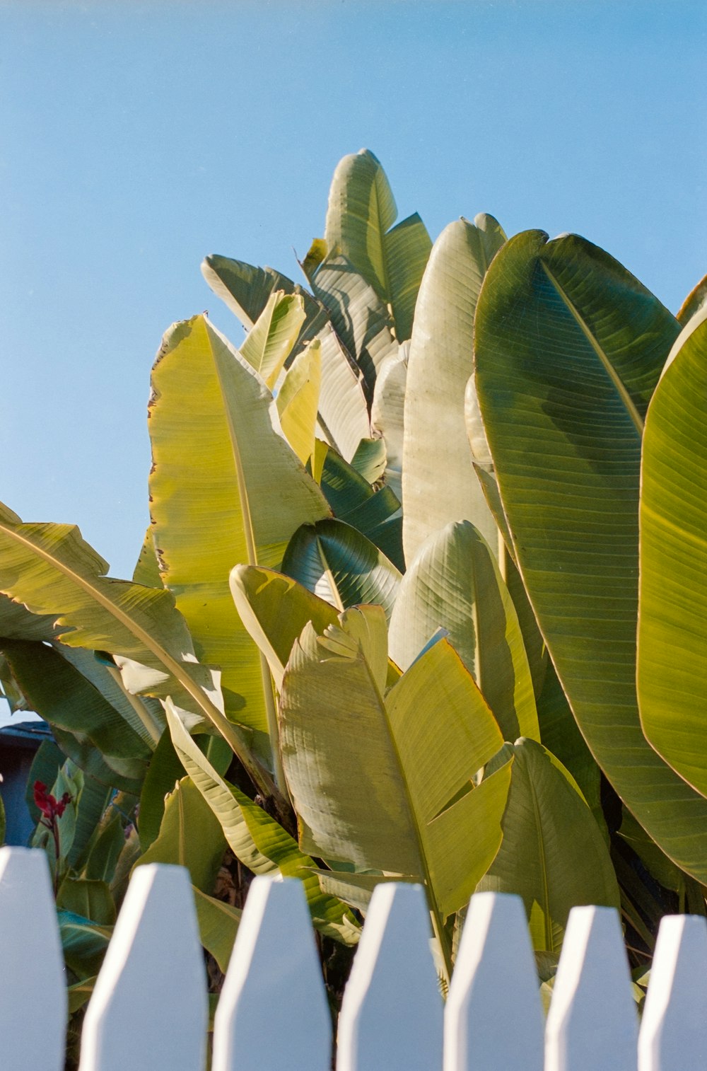 feuilles de bananier vert sous le ciel bleu pendant la journée