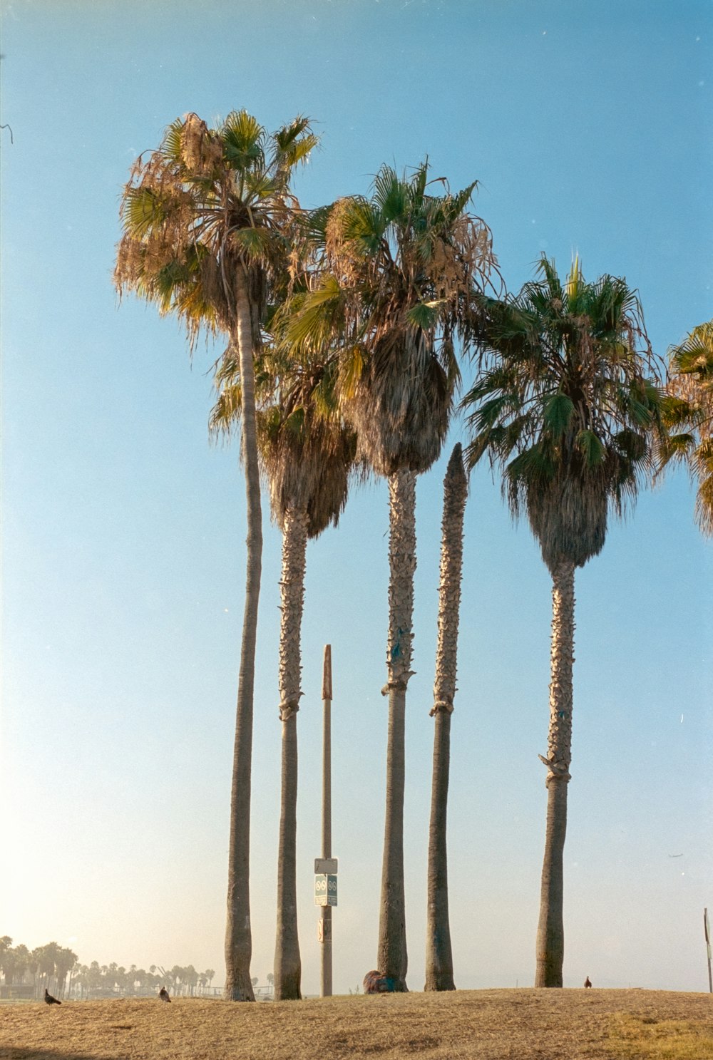 Palmen tagsüber unter blauem Himmel