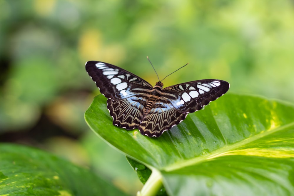 black and white butterfly on green leaf