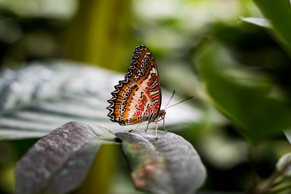 brown and white butterfly on green leaf