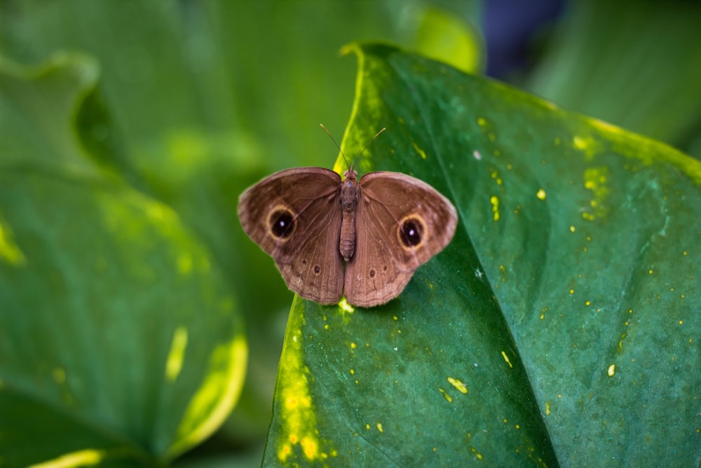 brown butterfly on green leaf