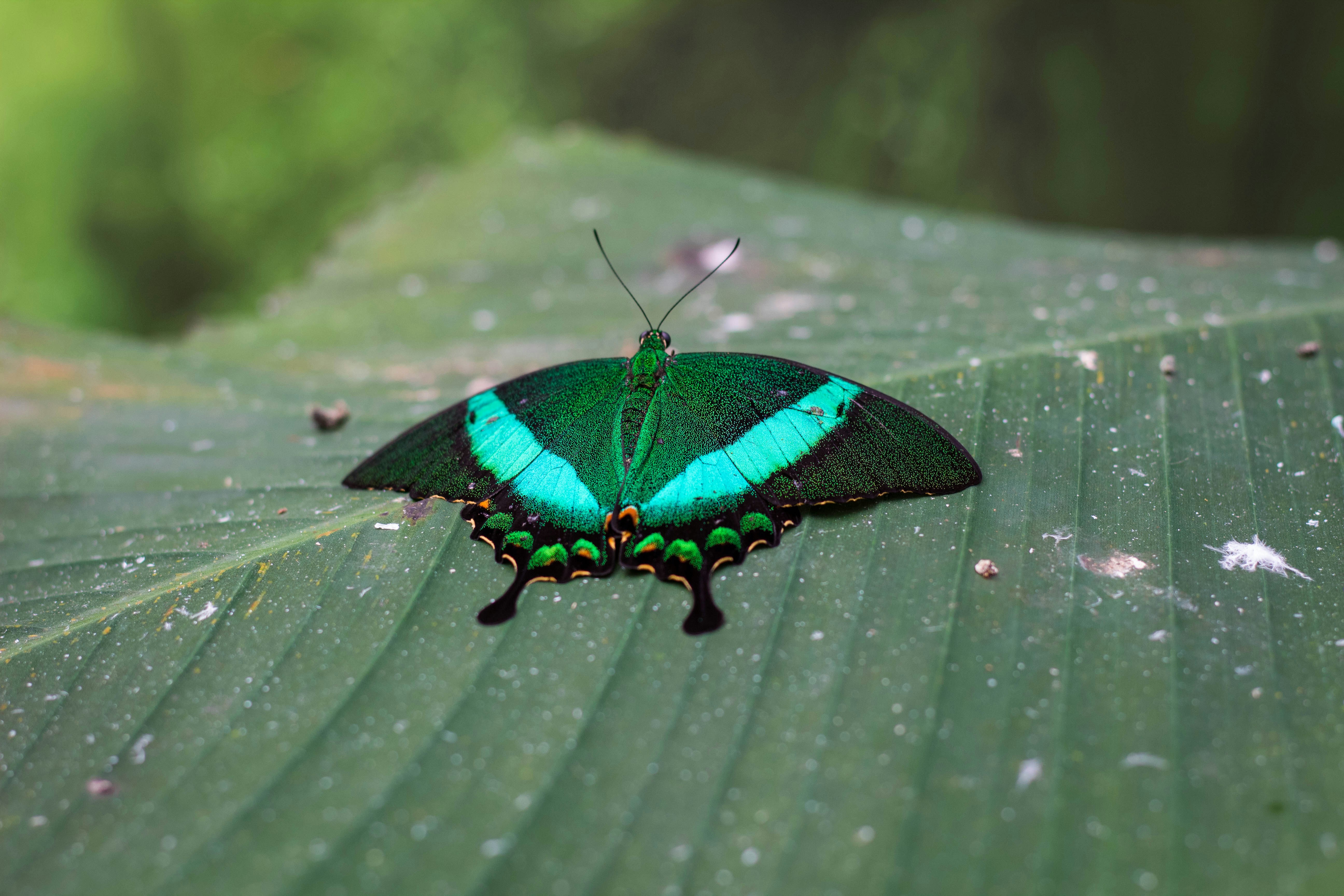 green and black butterfly on green leaf