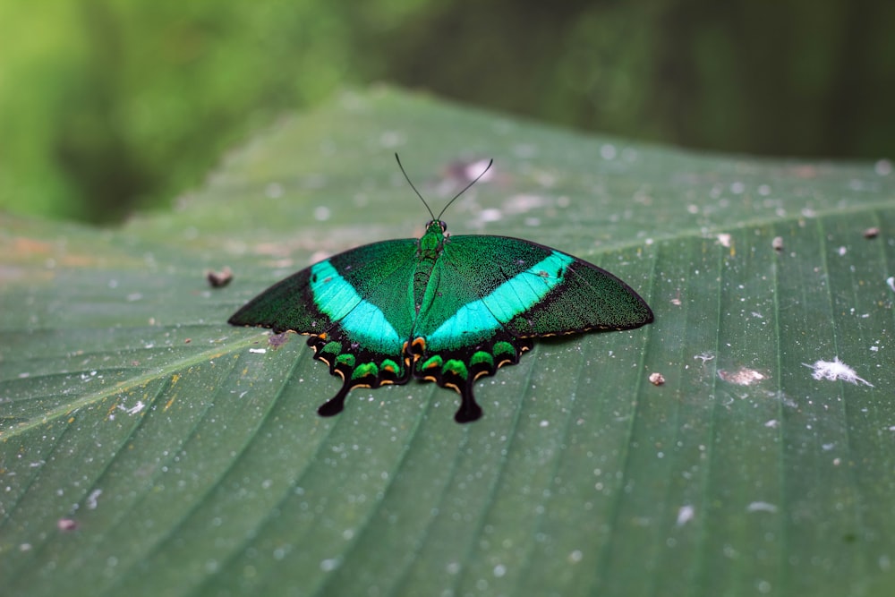 green and black butterfly on green leaf