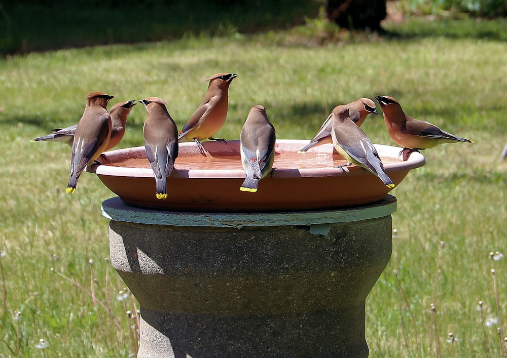 trois oiseaux sur un pot en béton rond brun pendant la journée