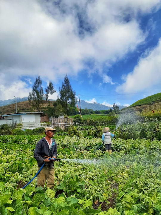 man in green jacket and blue denim jeans walking on green grass field during daytime in Kota Batu Indonesia