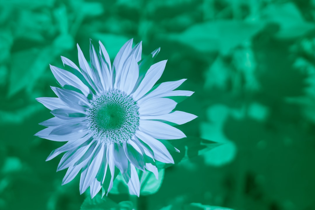 white and pink daisy in bloom during daytime