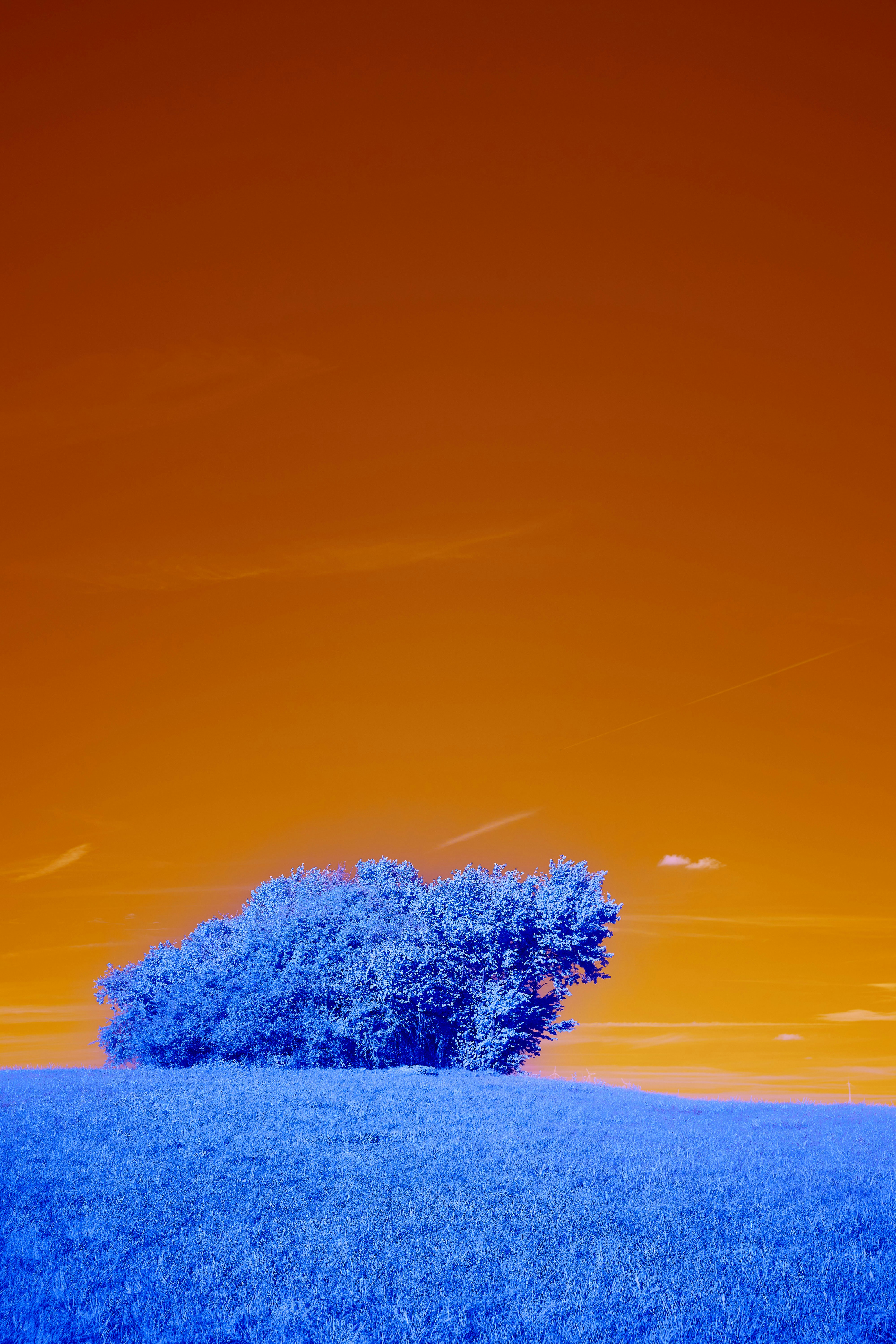 Photo by wolfgang_hasselmann