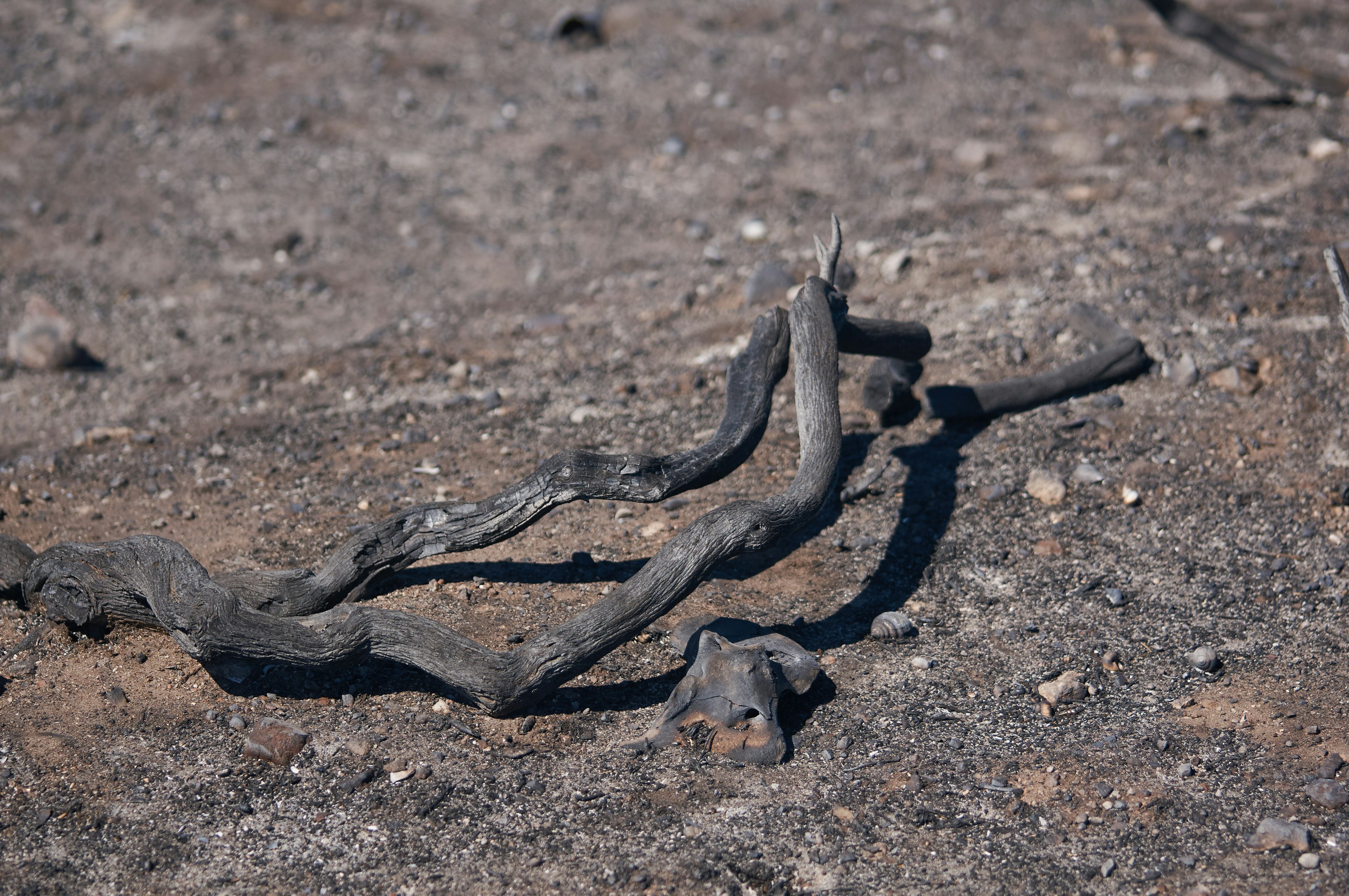 brown wood log on brown soil