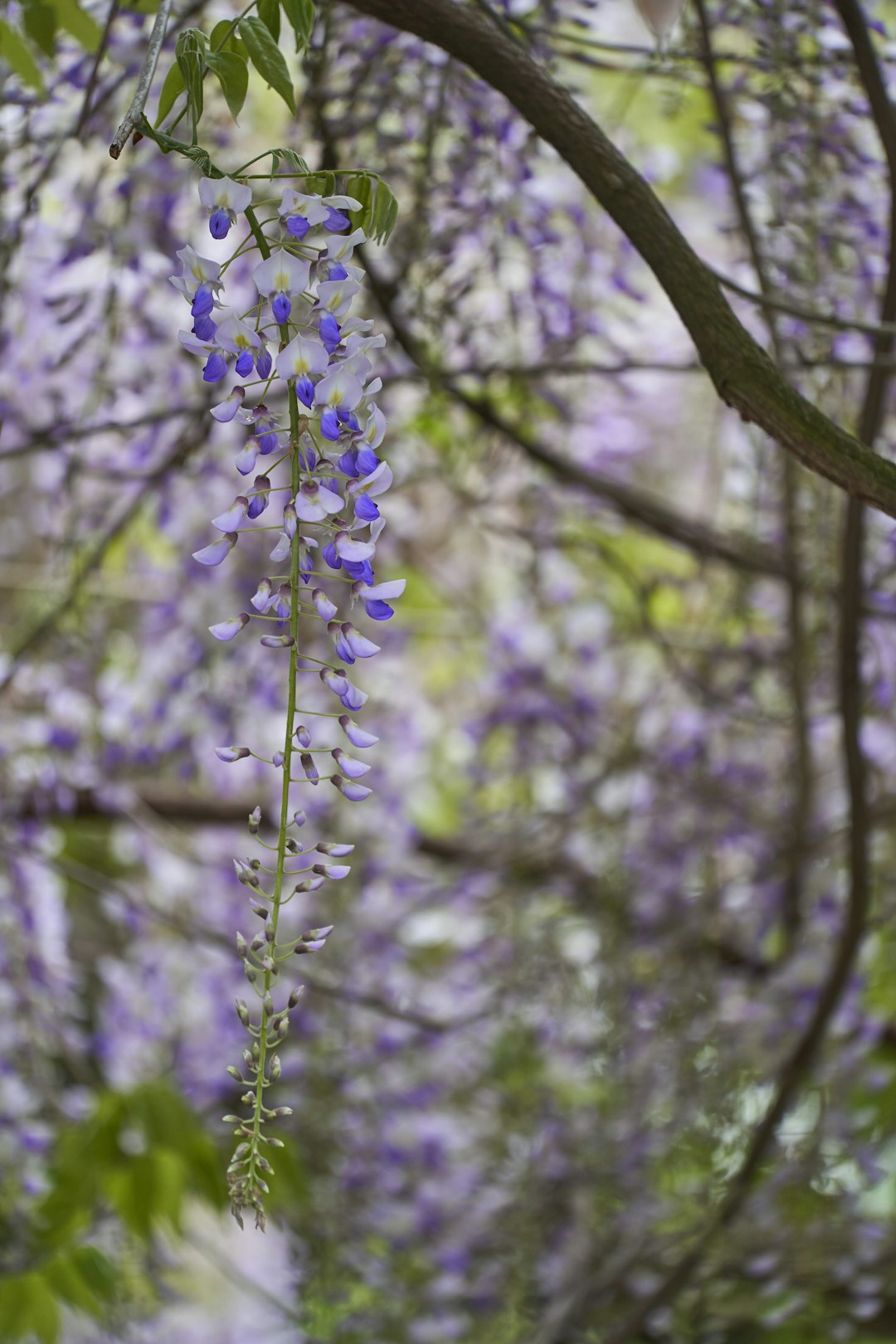 purple flower on brown tree branch