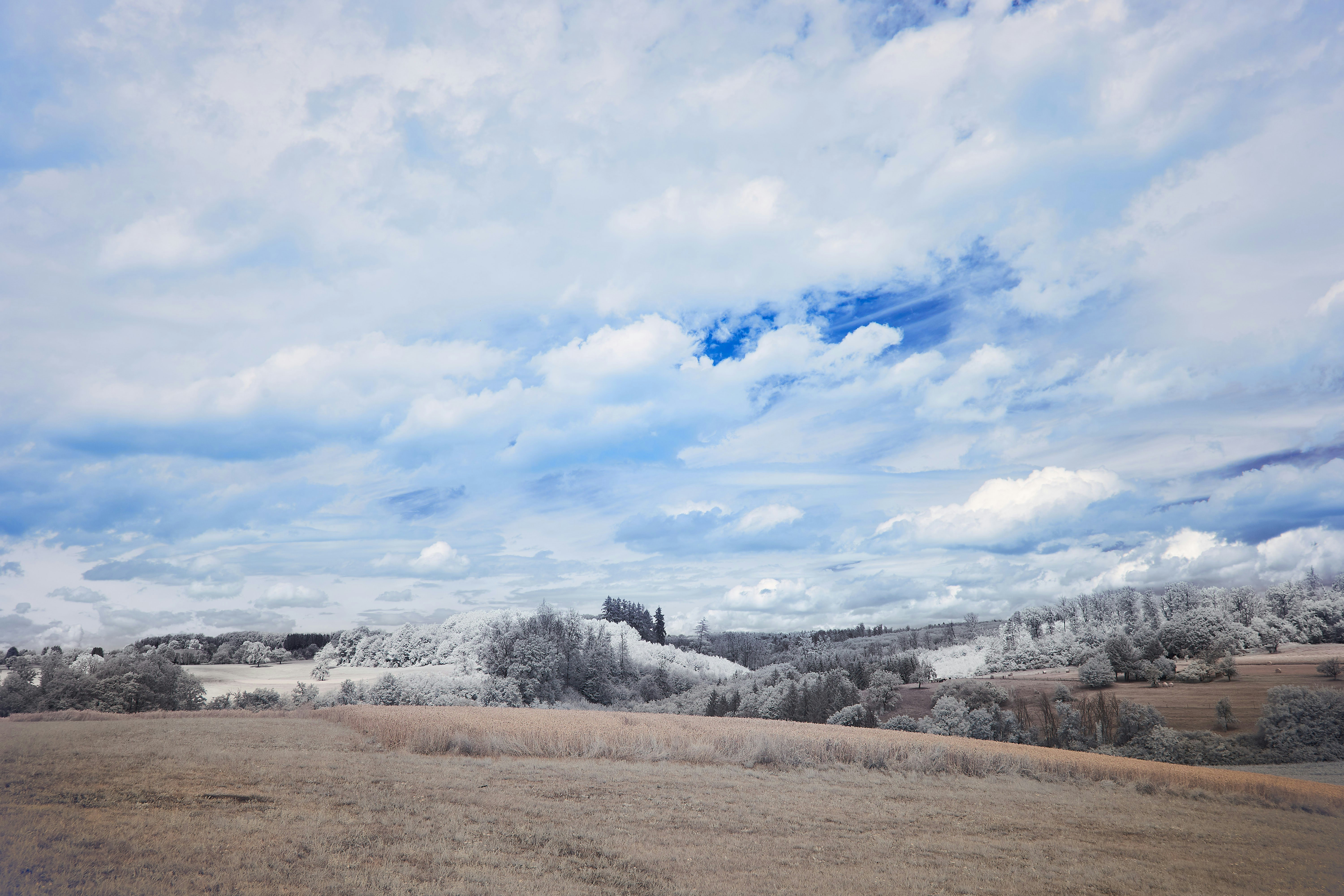 Photo by wolfgang_hasselmann