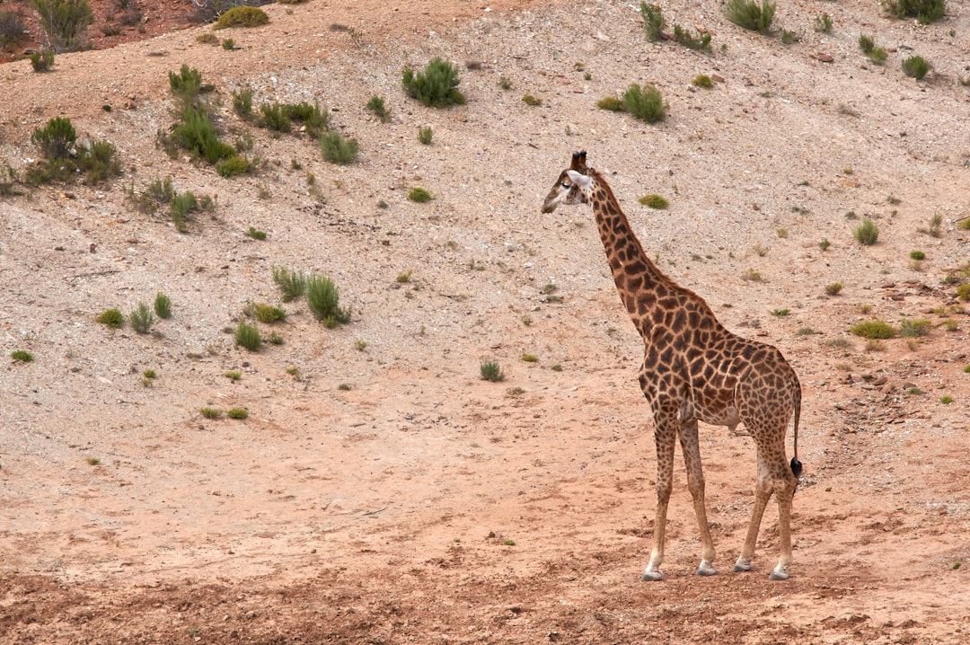 brown and black giraffe walking on brown dirt ground during daytime