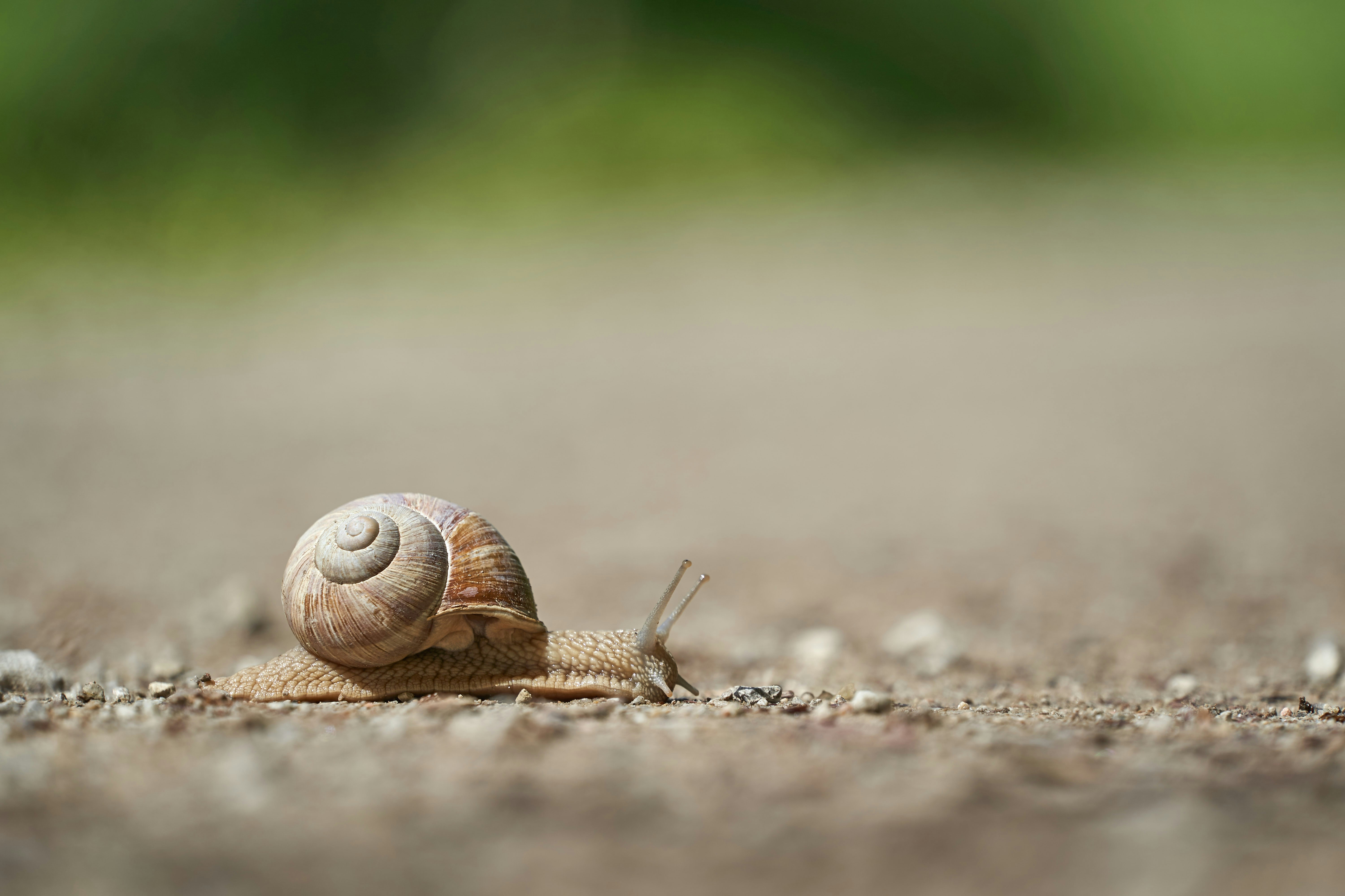 Photo by wolfgang_hasselmann