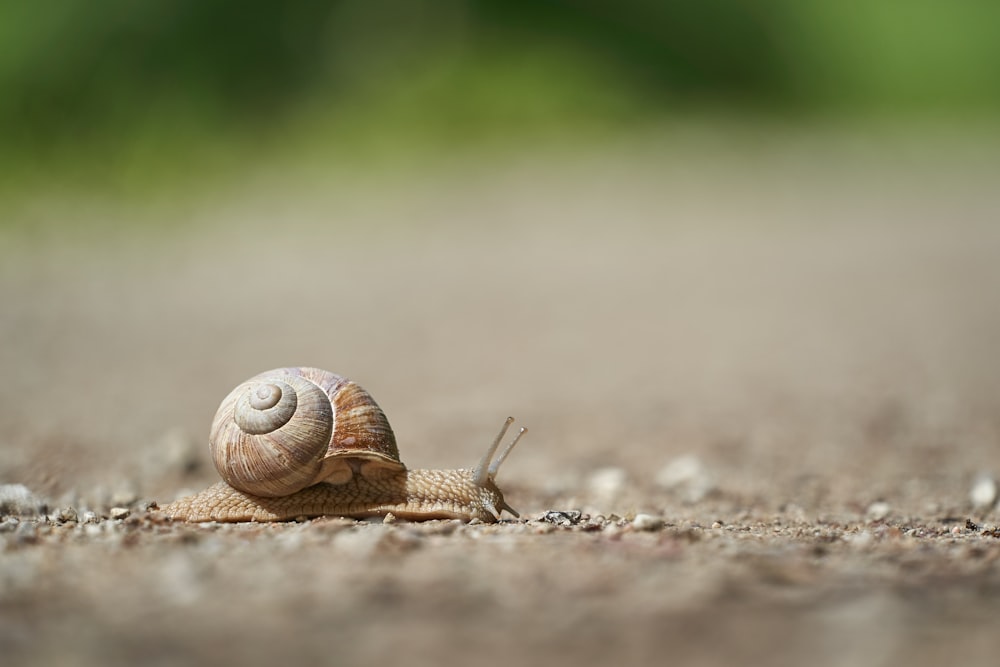 brown snail on brown soil during daytime