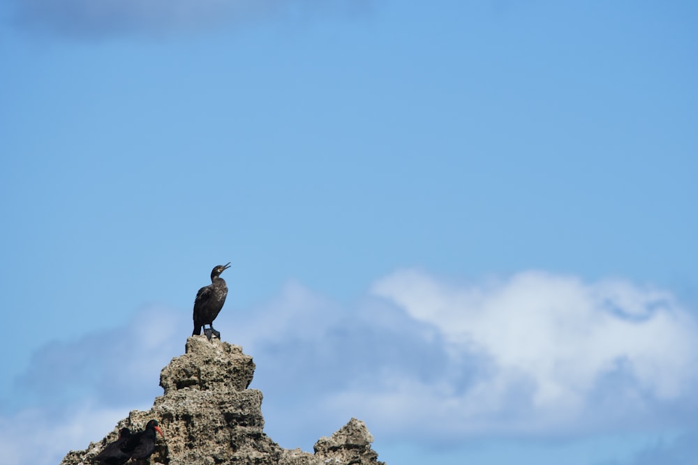 black bird on gray rock under blue sky during daytime