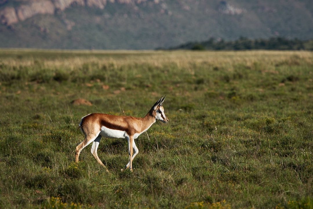 brown deer on green grass field during daytime