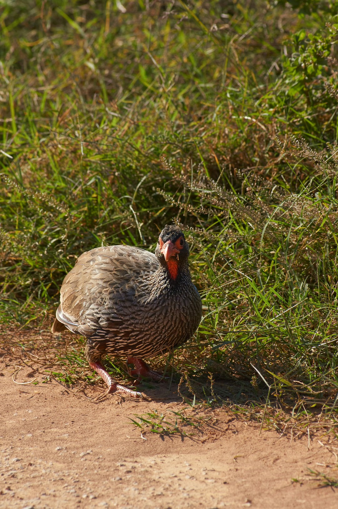 brown and black duck on green grass during daytime