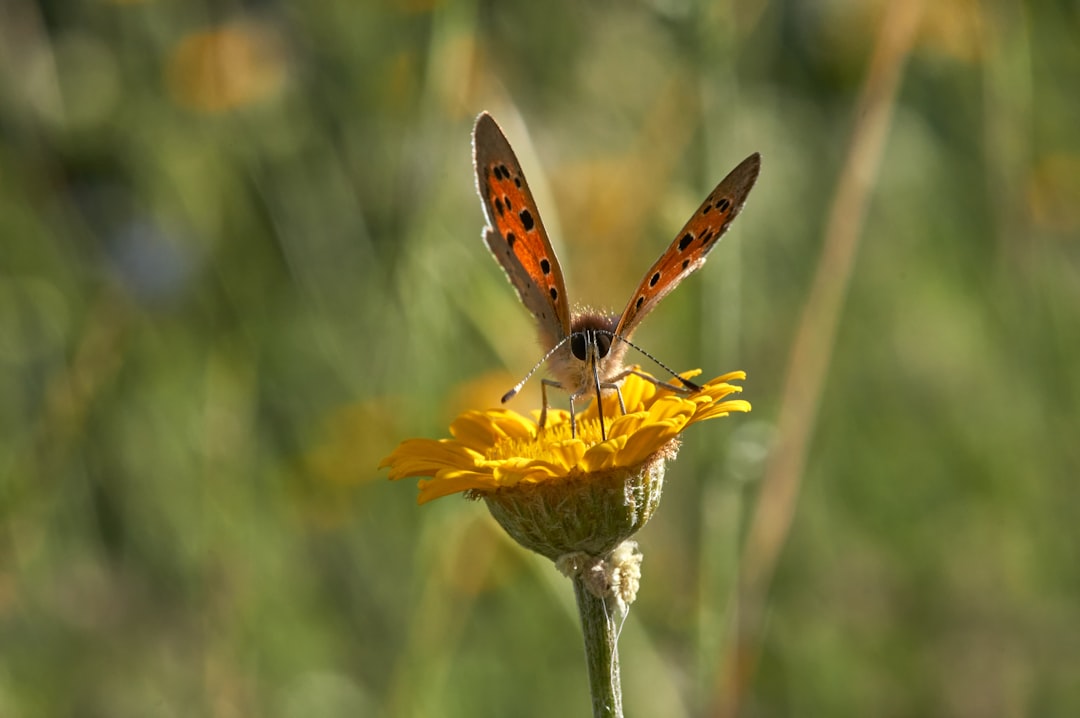 brown and black butterfly on yellow flower during daytime