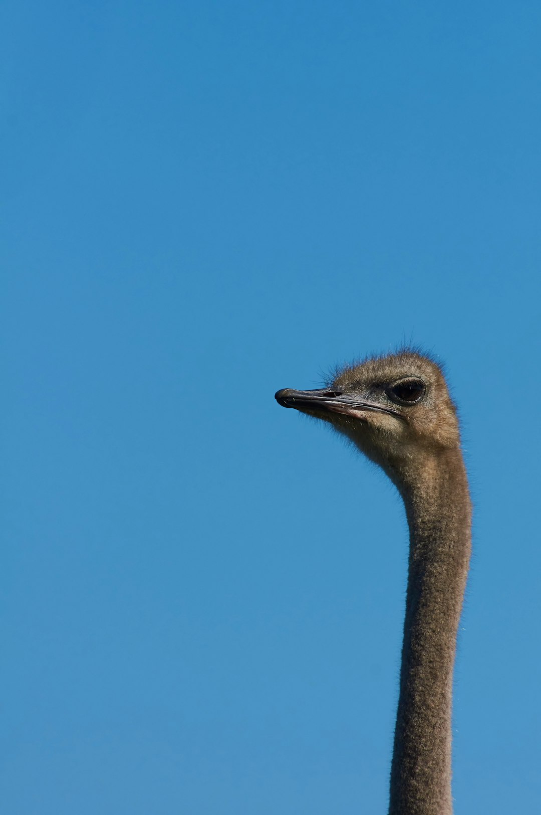 ostrich head under blue sky during daytime