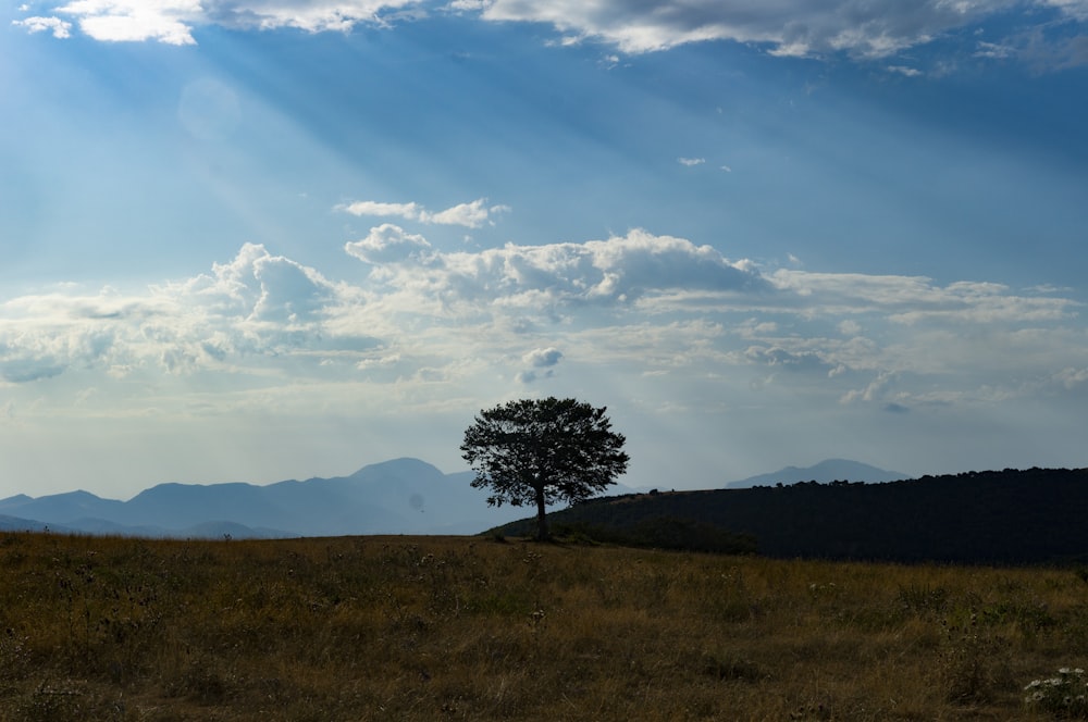 green tree on brown grass field under blue sky and white clouds during daytime