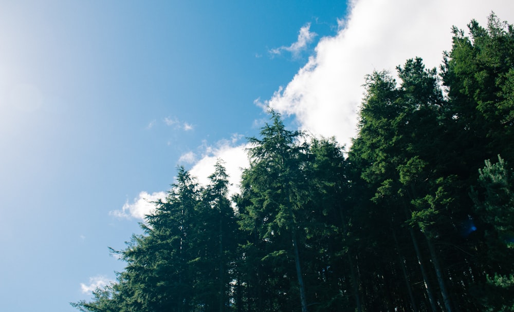 green trees under blue sky during daytime