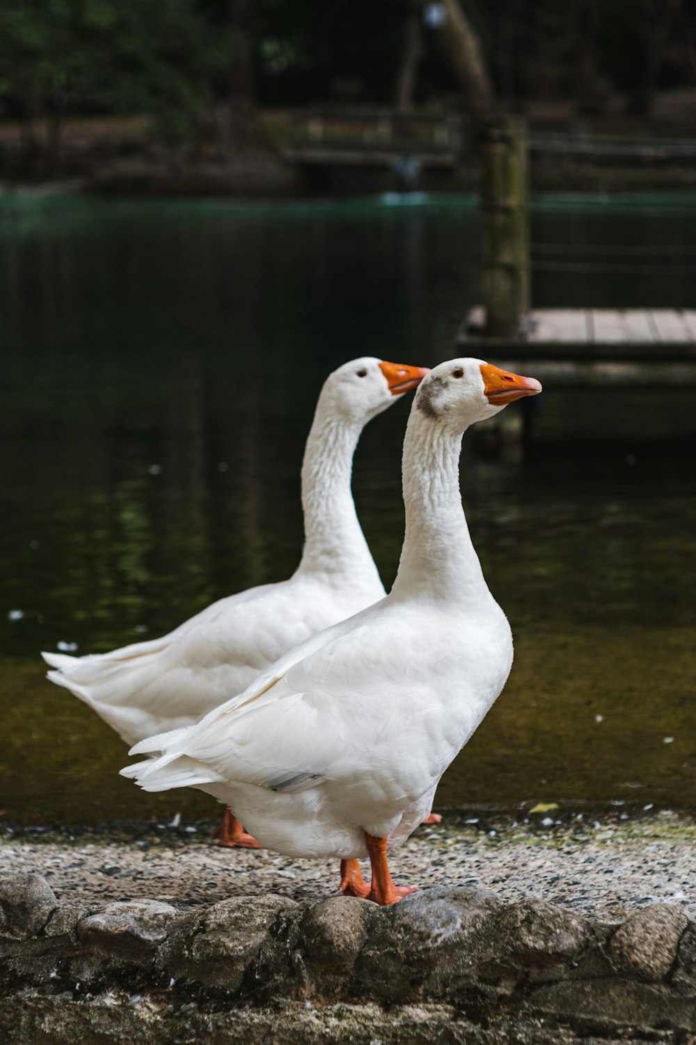 white swan on water during daytime