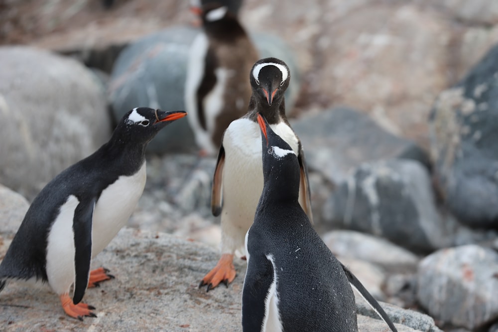 Pinguino bianco e nero in piedi sulla roccia marrone durante il giorno