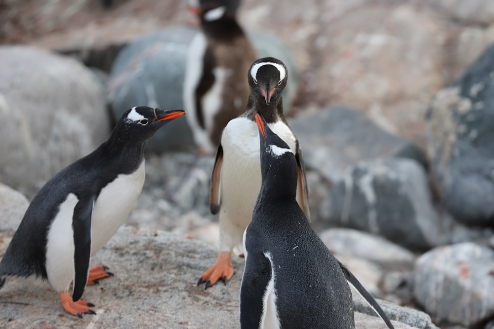 black and white penguin standing on brown rock during daytime