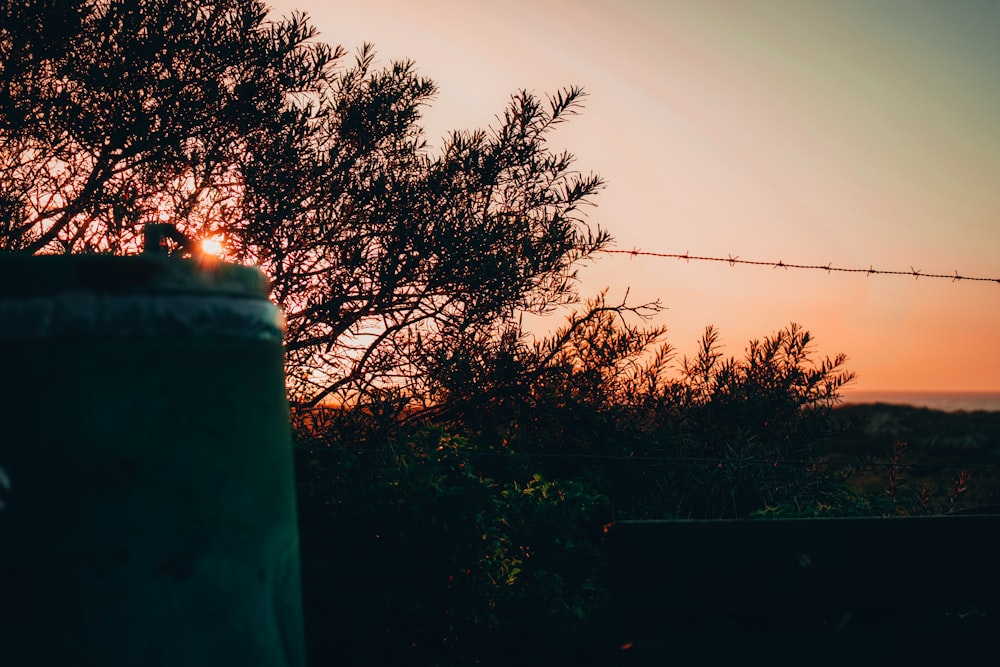 silhouette of trees during sunset