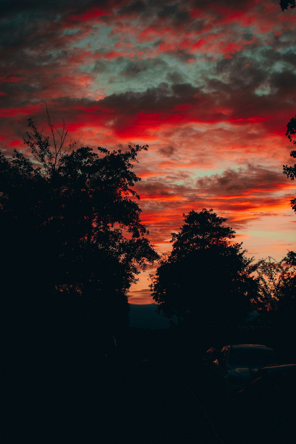 silhouette of trees during sunset