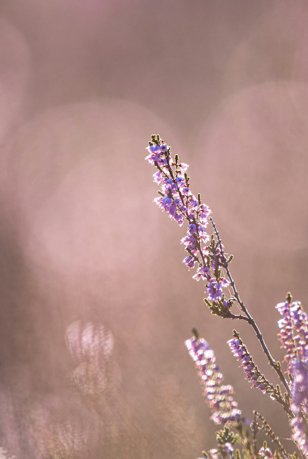 purple and white flower in tilt shift lens