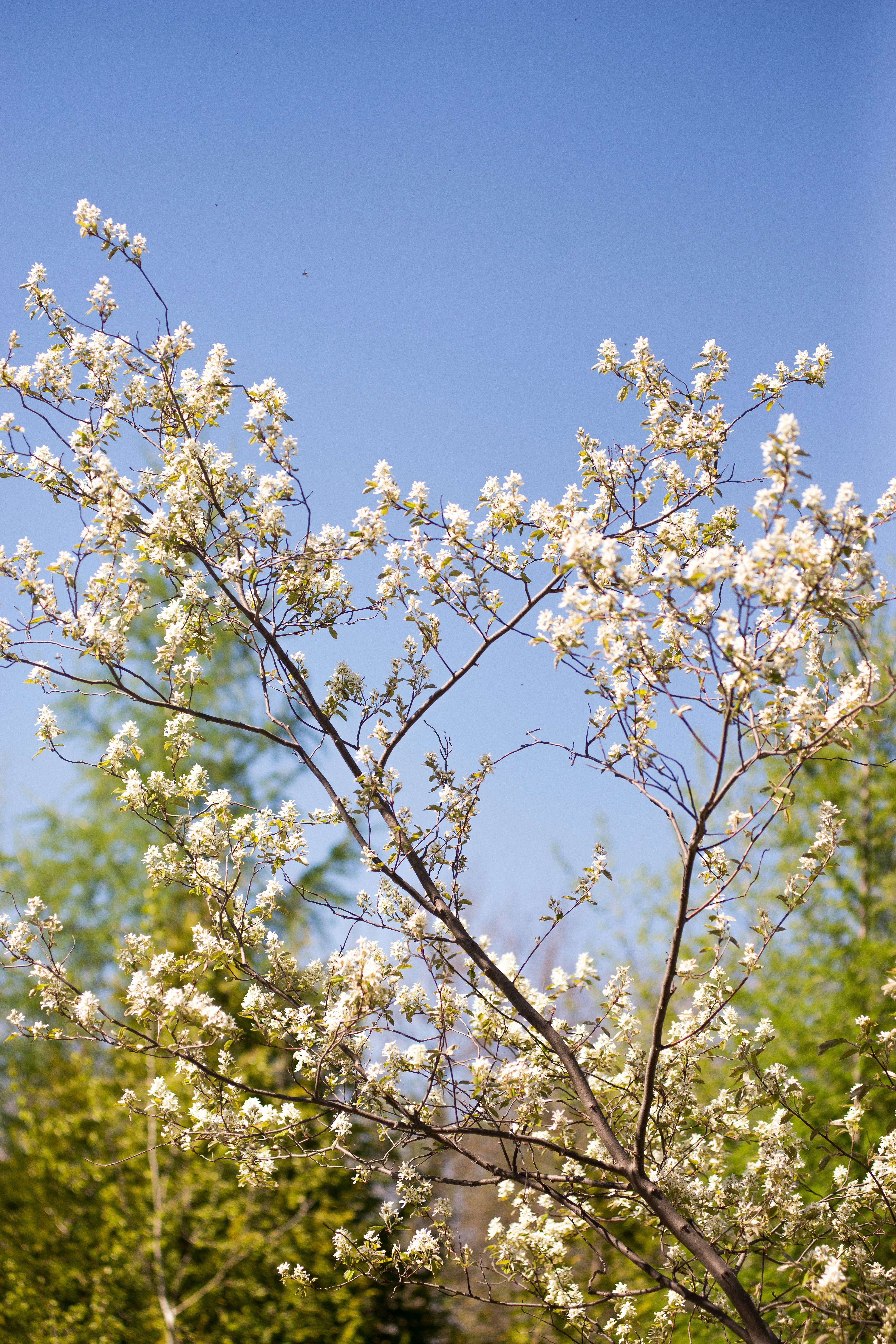 Photo by amandabelec